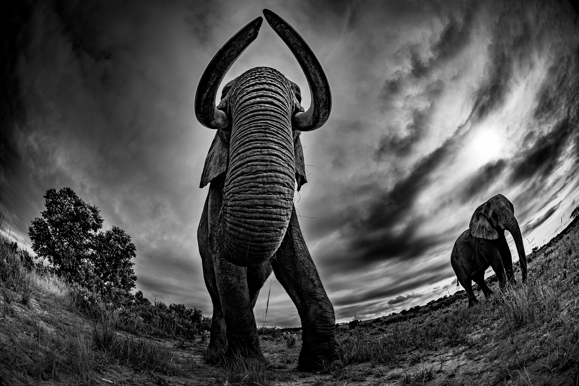 Tirage en Noir et Blanc - Éléphant