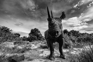 Tirage illimité - Rhinocéros
