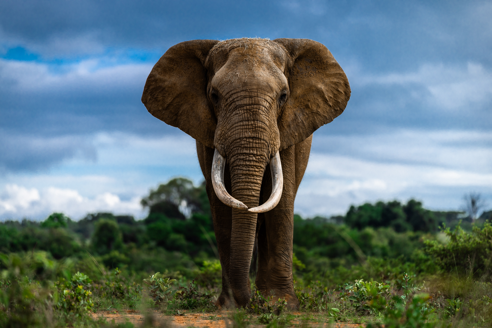 Tirage illimité - Éléphant