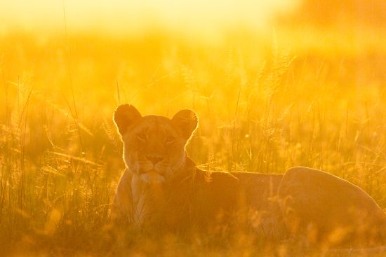 stage photo au Kenya : masaï mara et nairobi