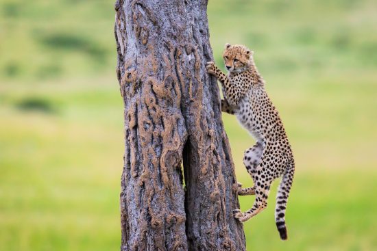 Kenya Authentique – Le spécialiste du safari photo au Kenya