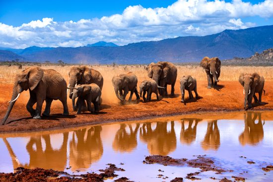 stage photo au kenya : amboseli – tsavo est – tsavo ouest