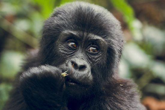 voyage photo en ouganda : sur les traces des gorilles