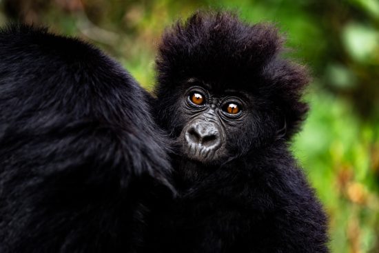 voyage photo en ouganda : sur les traces des gorilles