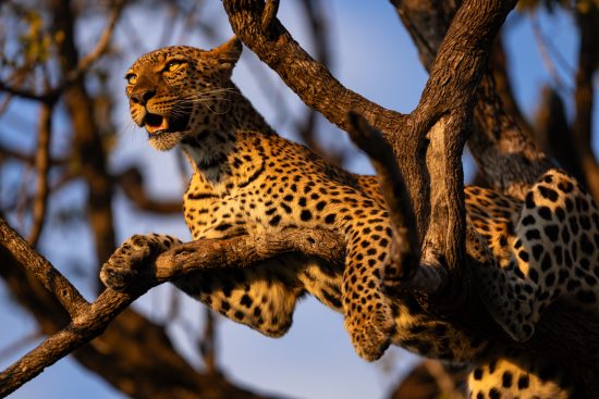 voyage en afrique du sud : une réserve privée d’exception