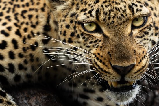 stage photo et volontariat en afrique du sud
