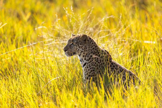 safari itinérant au botswana : delta de l’okavango