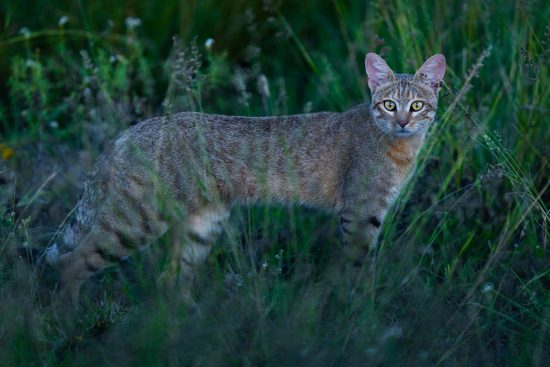 safari itinérant au botswana : l’expérience du kalahari
