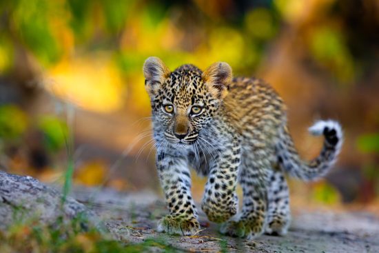 safari photo au Kenya : samburu – naivasha – masai mara