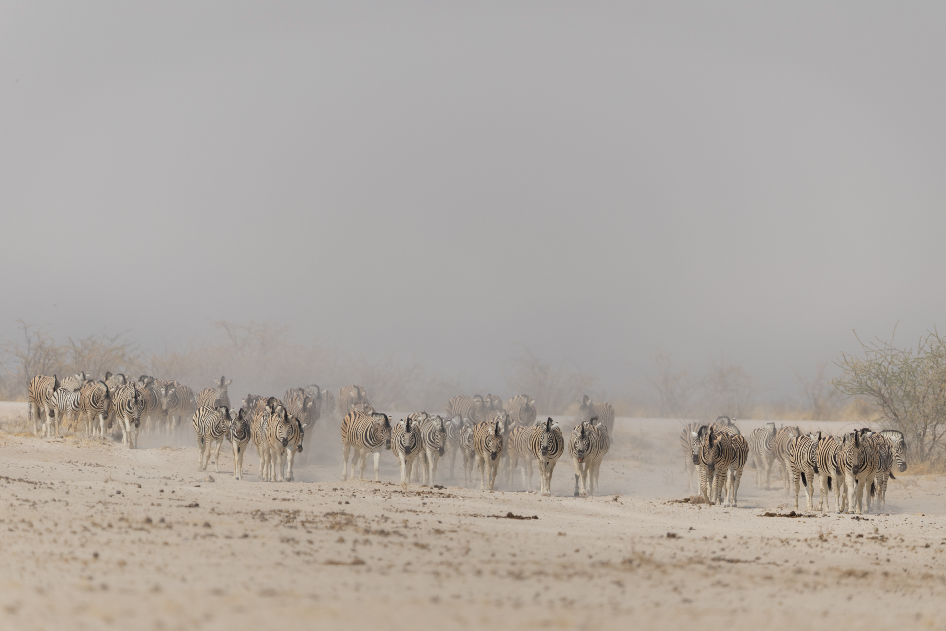 Tirage illimité - Zèbre