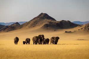 Tirage d'art - Elephant