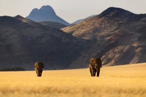 Tirage d'art - Elephant