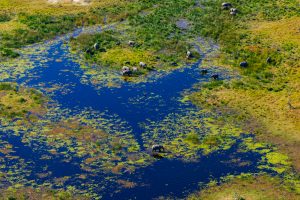 Tirage d'art - Elephant