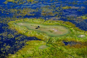 Tirage d'art - Elephant