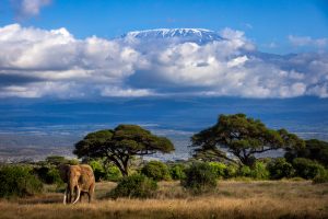 Tirage d'art - Craig