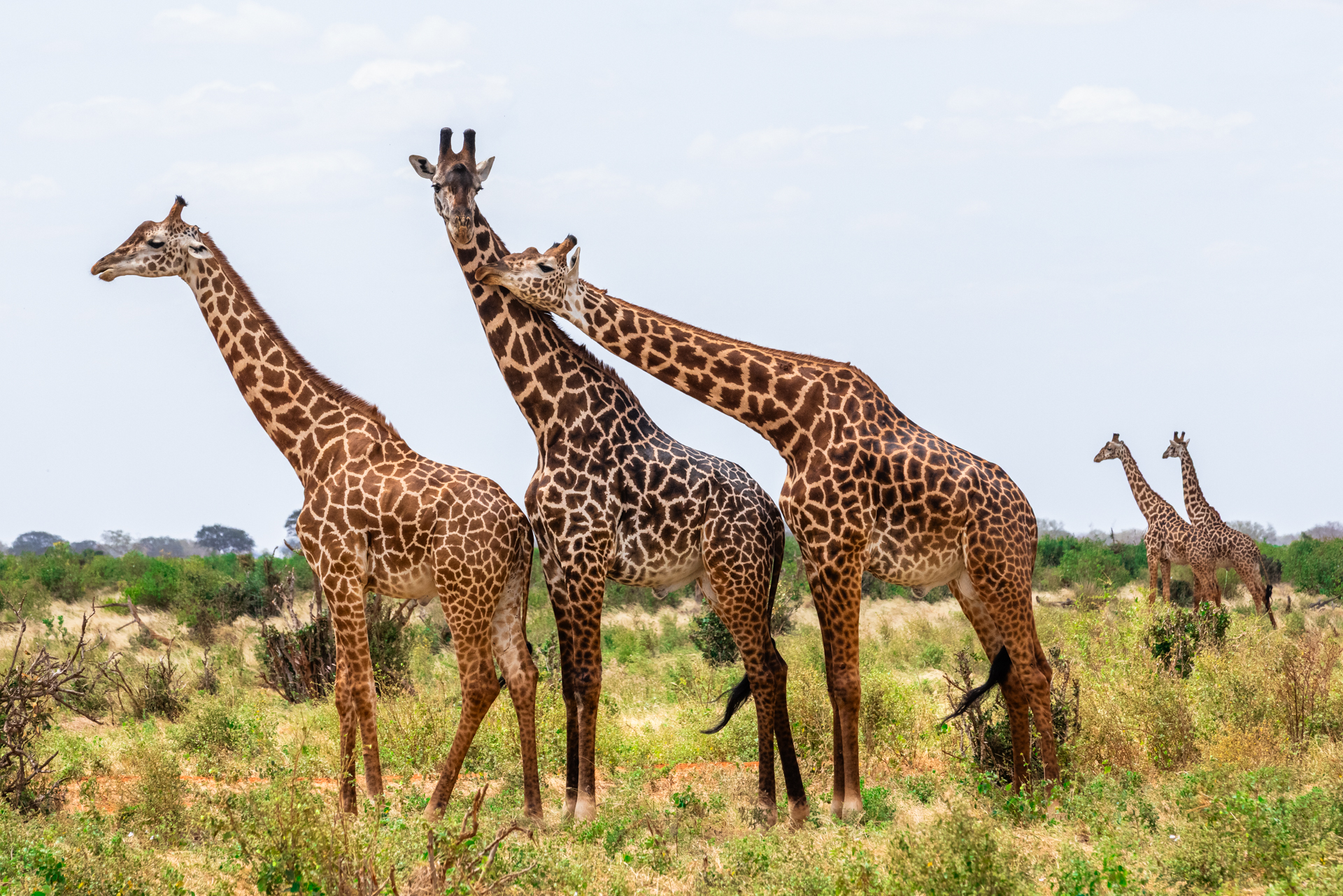 Tirage illimité - Girafe