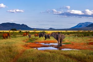 Tirage d'art - Elephant