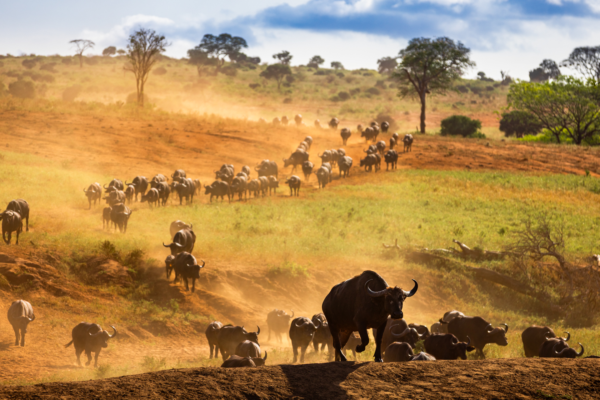 Tirage illimité - Buffle