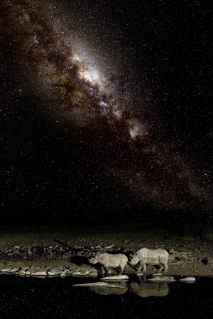 Tirage d'art - Rhinocéros