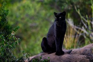 Tirage d'art - Léopard noir