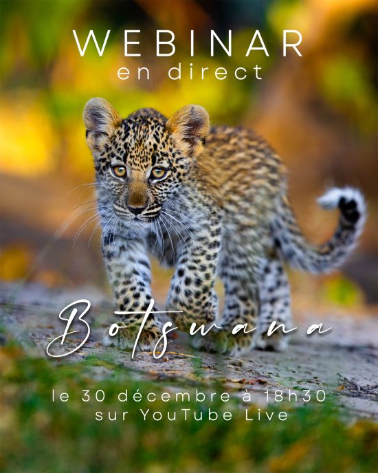 webinar – Botswana avec destination sauvage