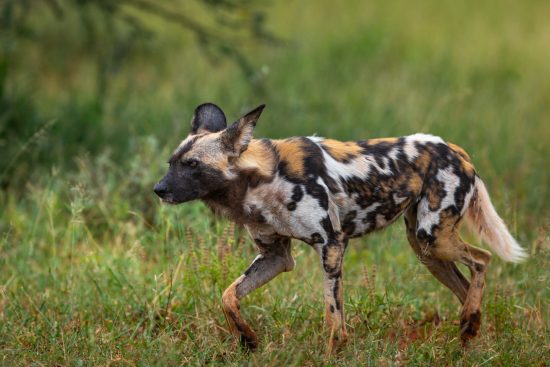 Safari photo à Madikwe en Afrique du Sud