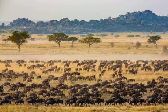 Voyage photo en Tanzanie