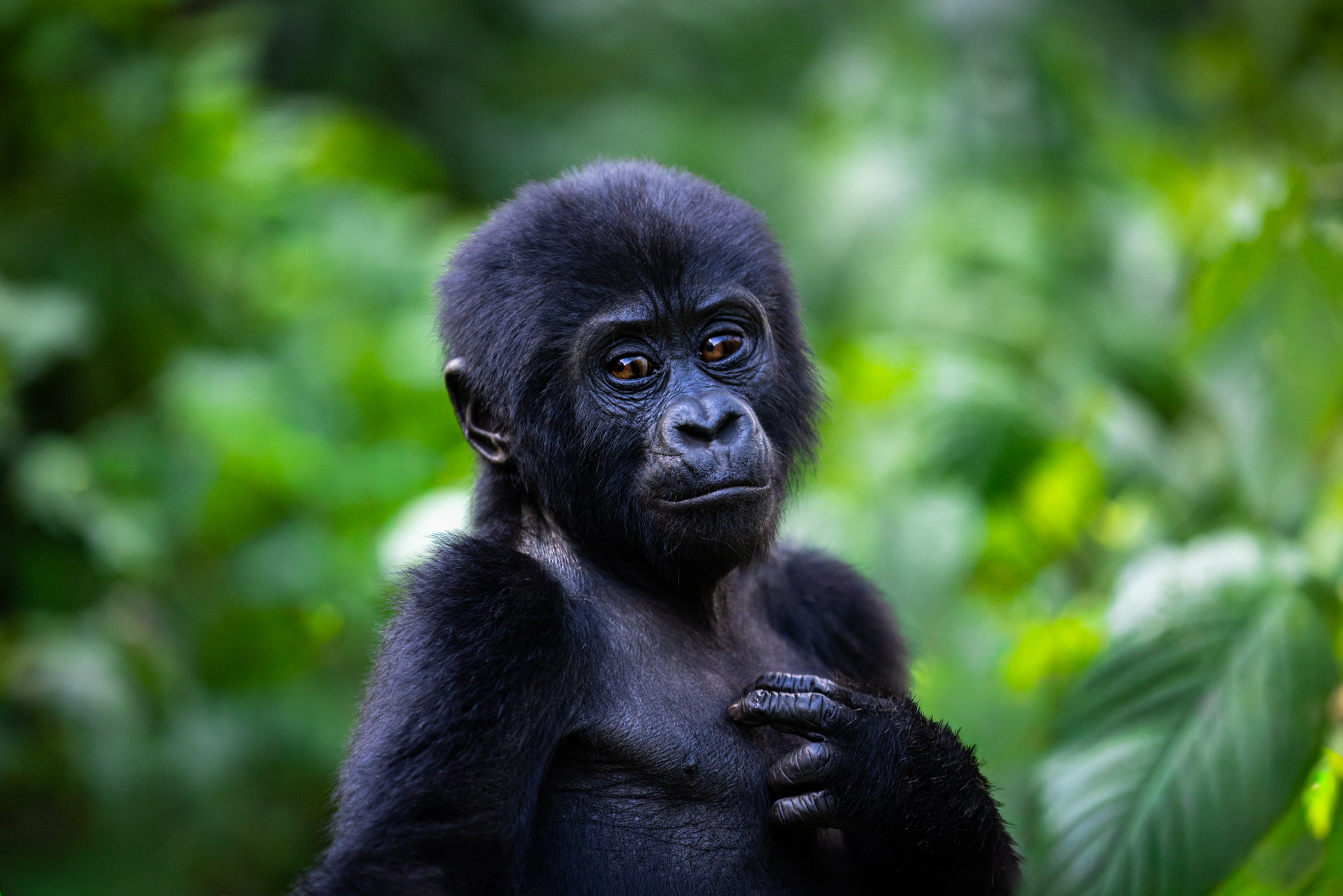 Gorille - Ouganda